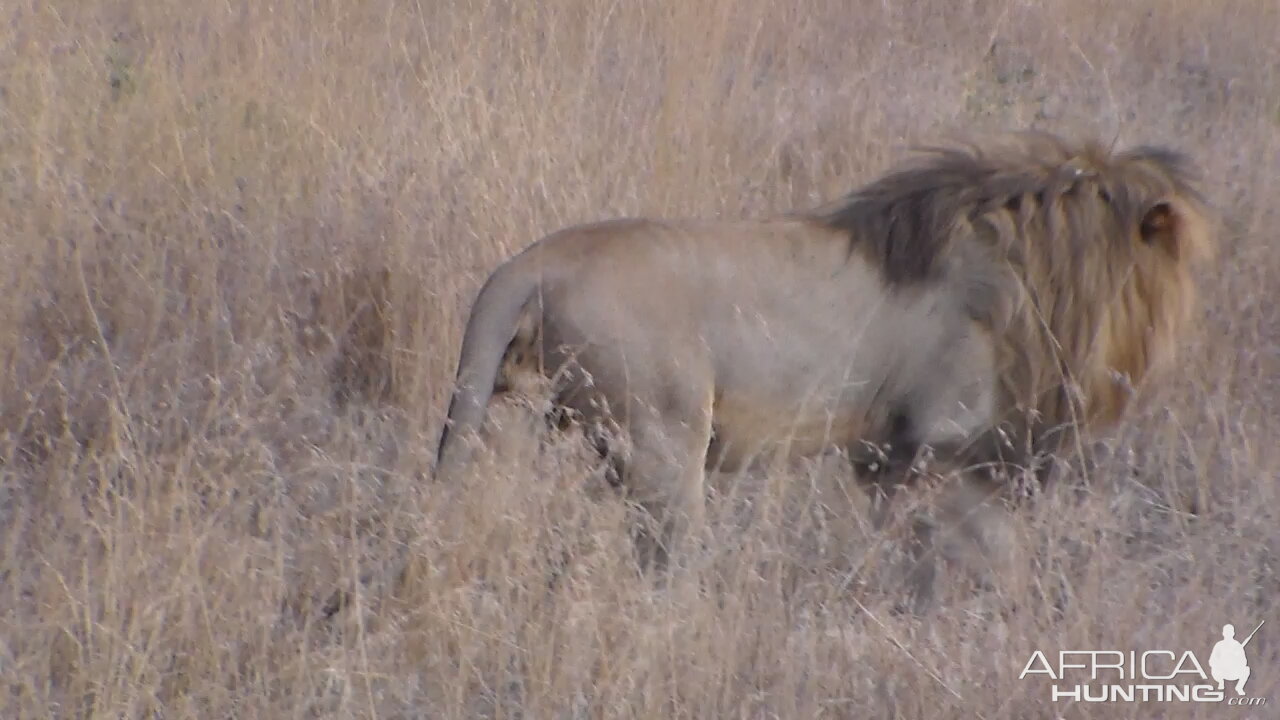 Male Lion Tanzania