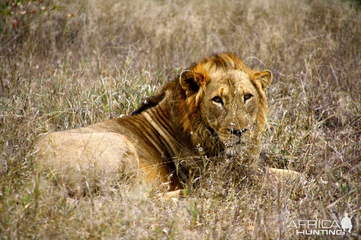 Male Lion