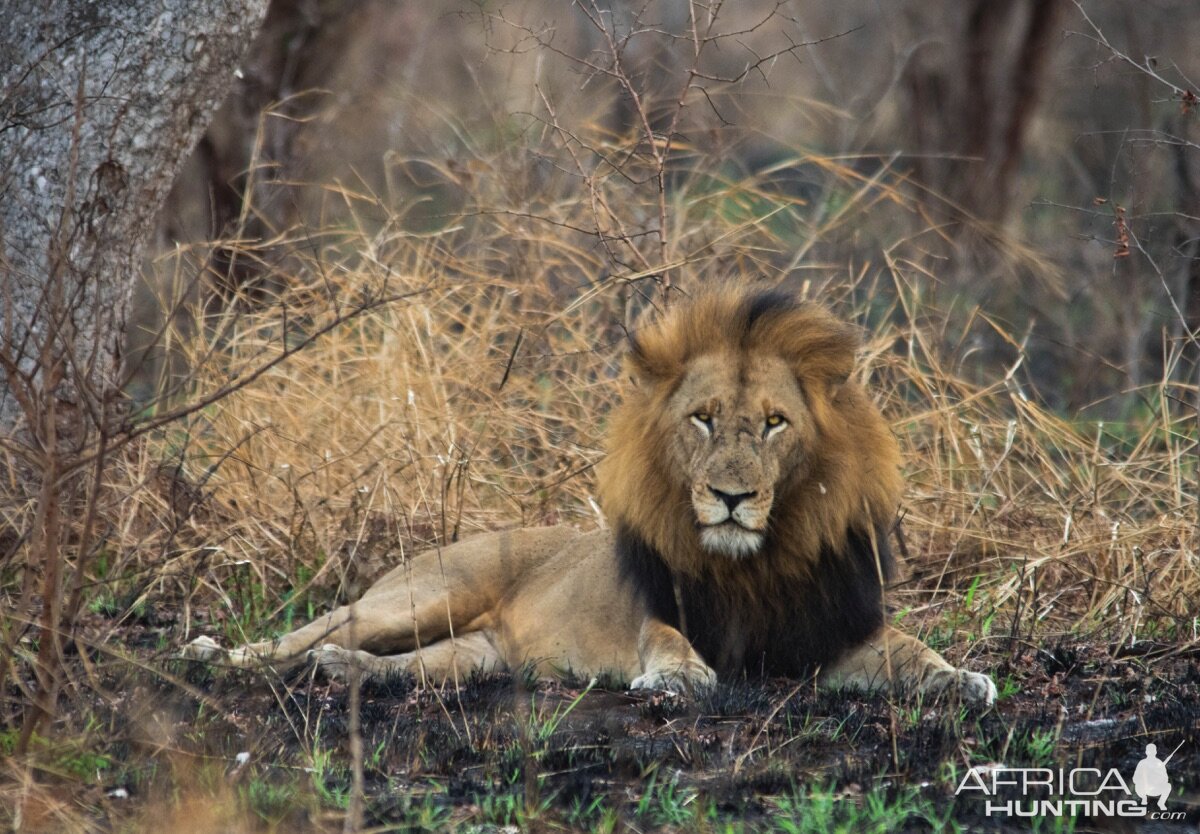 Male Lion