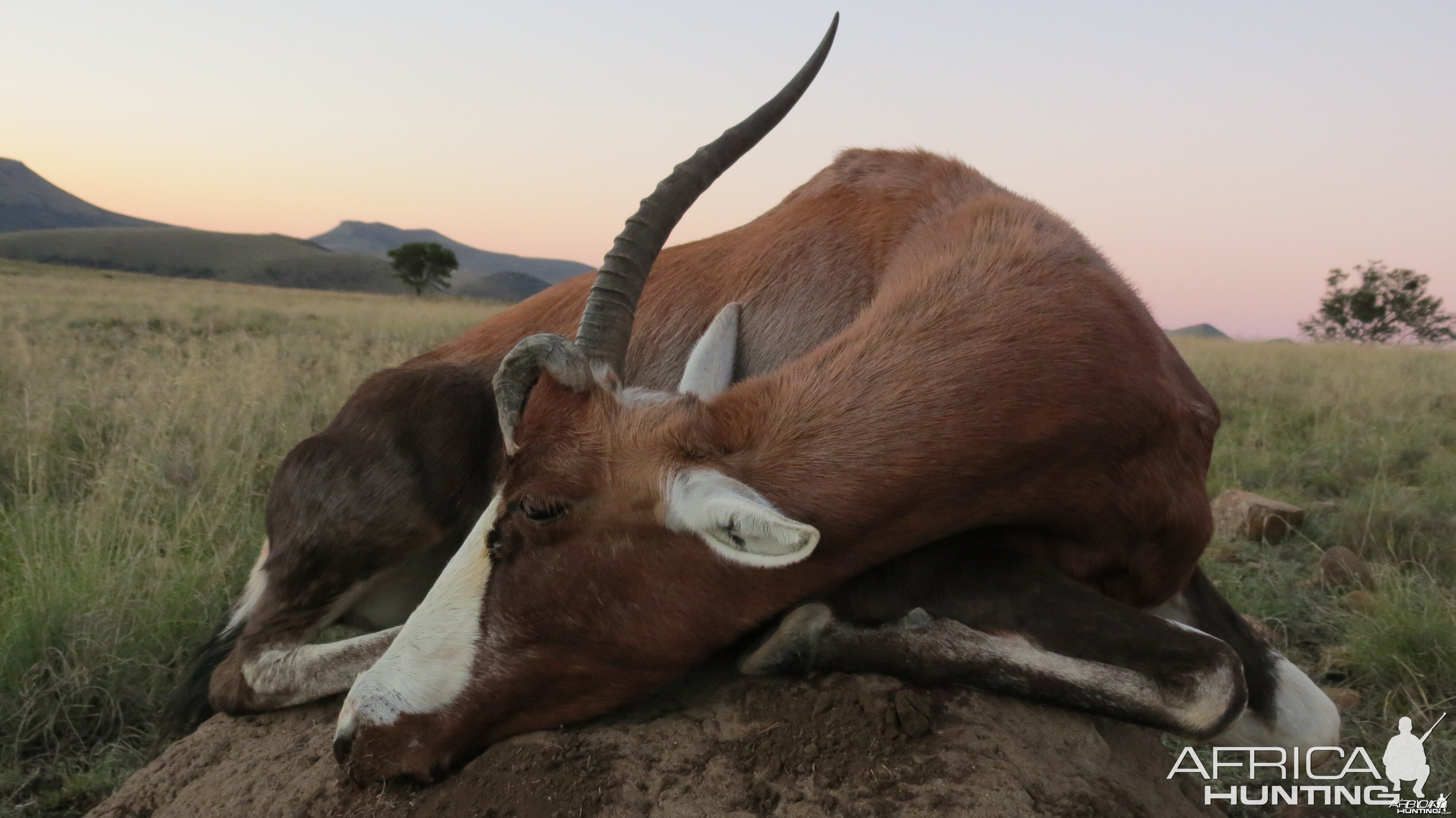 Malform Blesbok Female