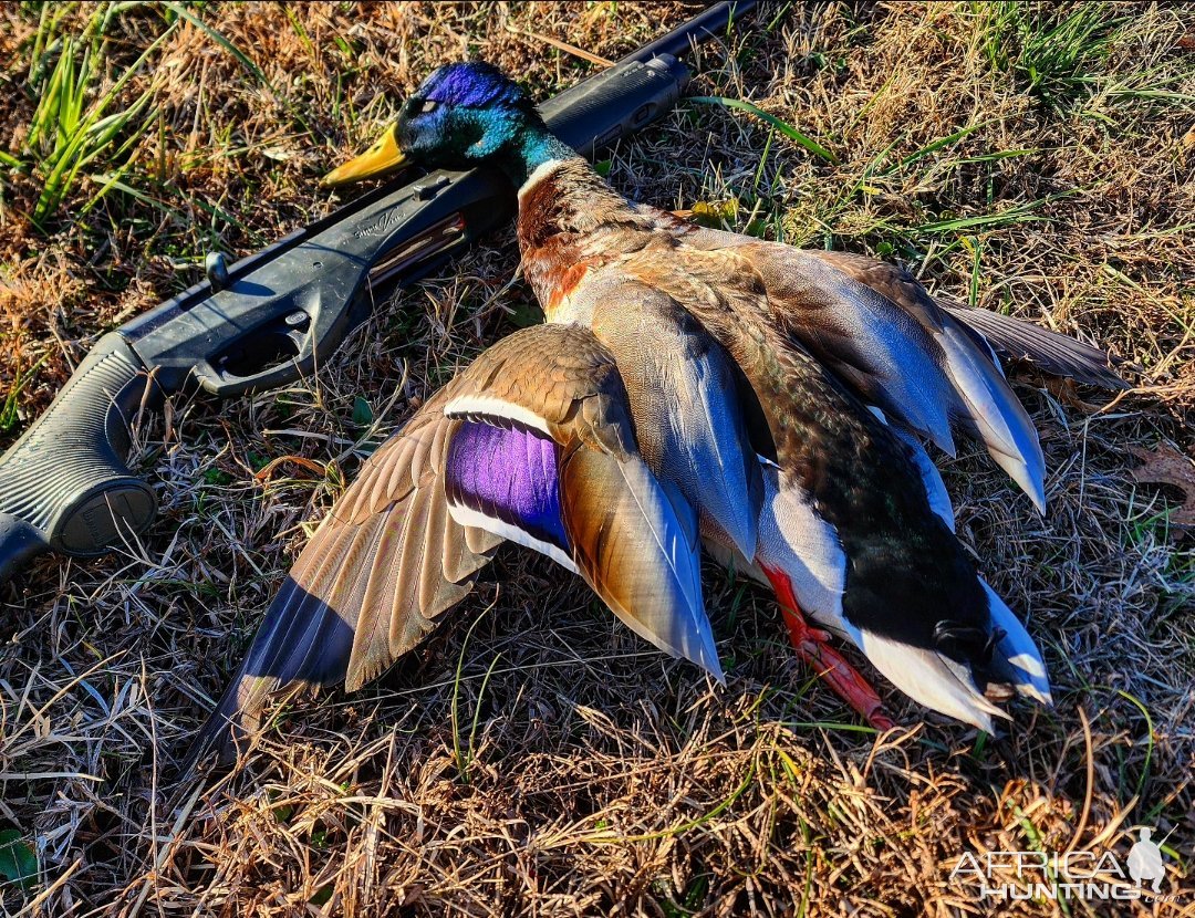 Mallard Duck Hunt Texas