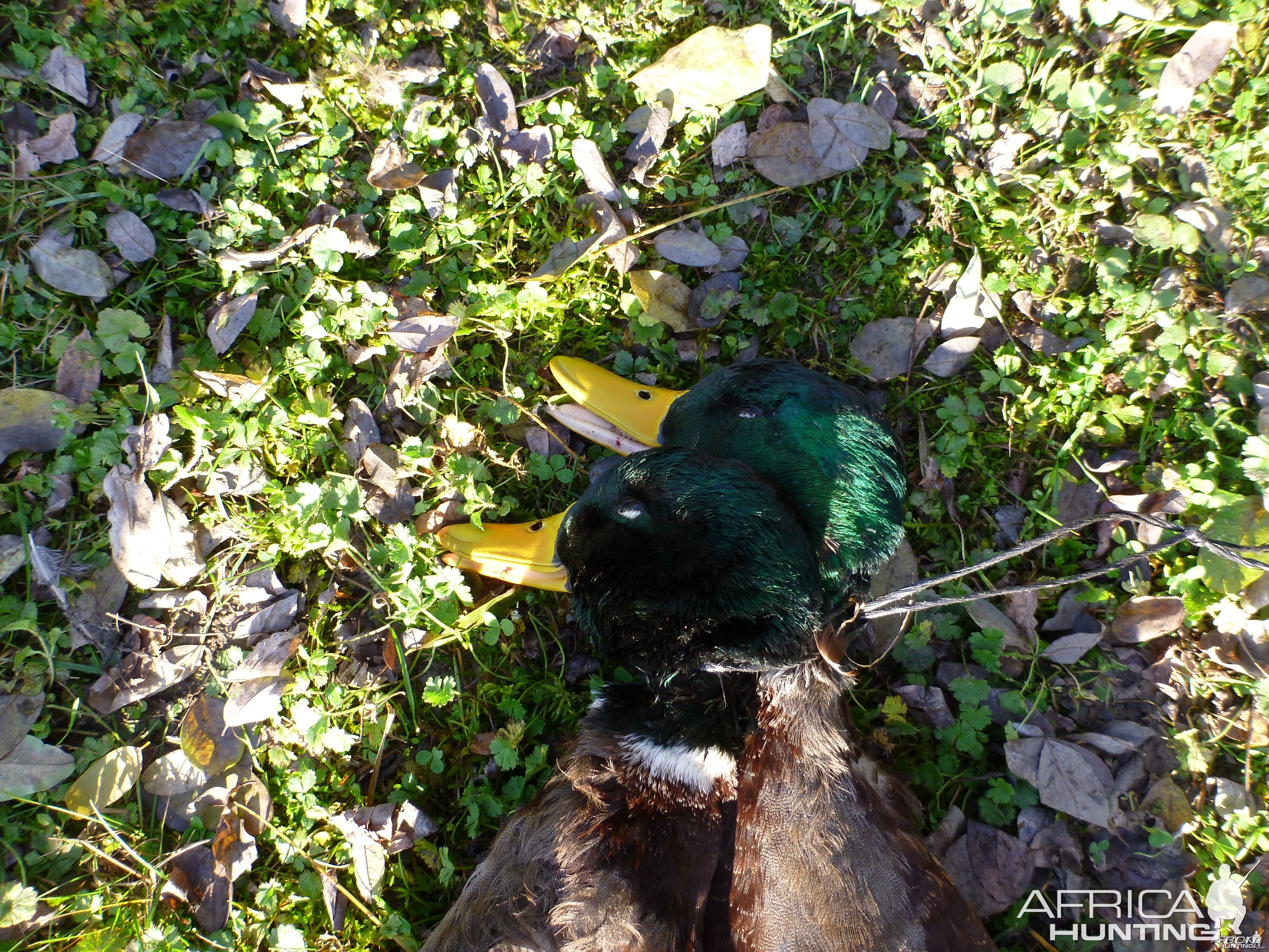 Mallard Duck Hunting in France