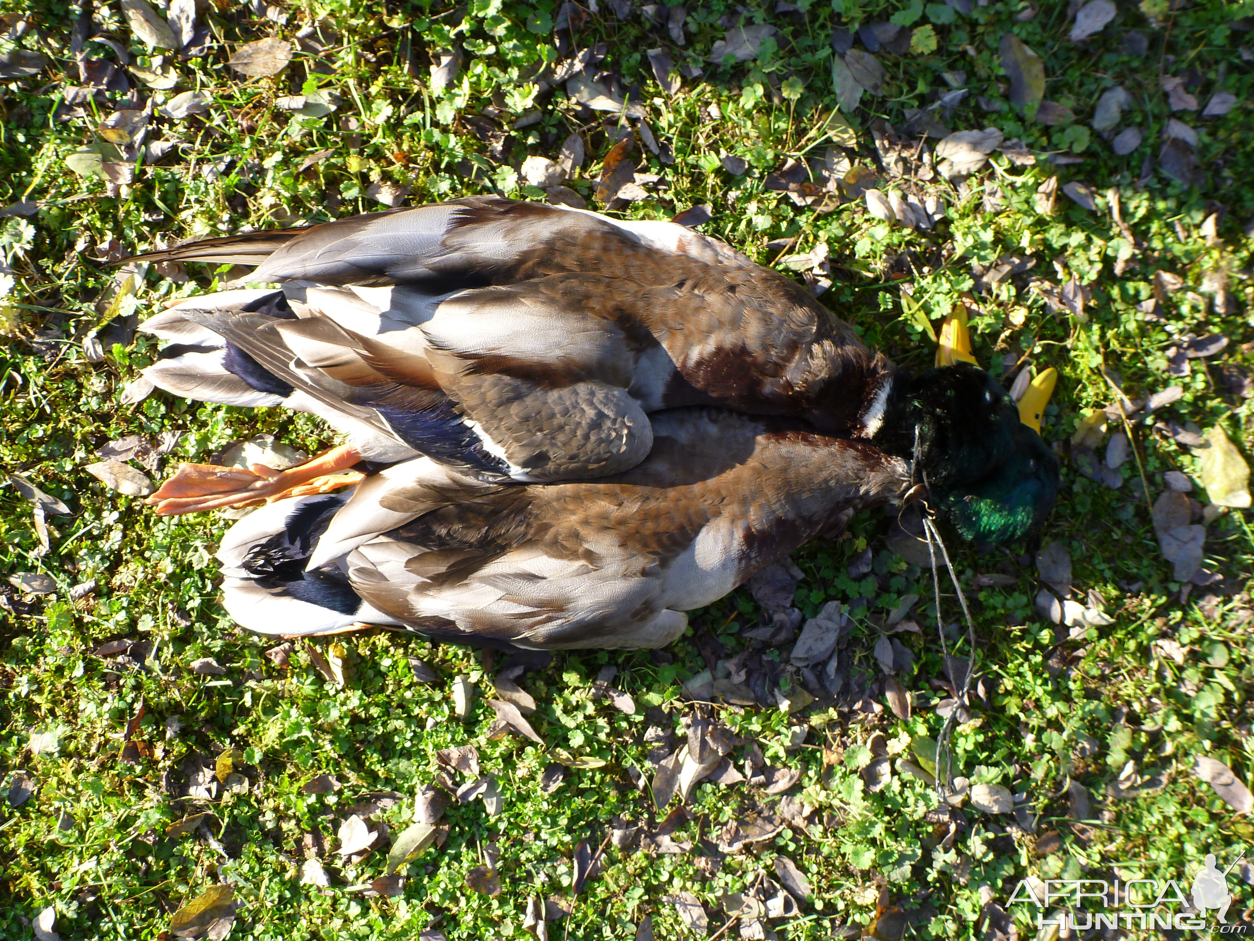 Mallard Duck Hunting in France