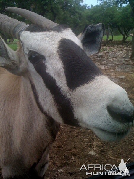 Mama Gemsbok