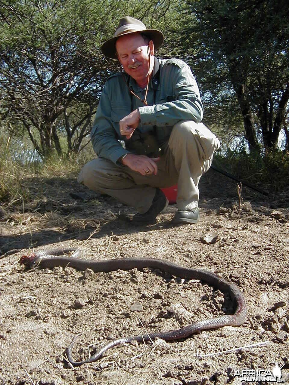 Mamba taken in Namibia