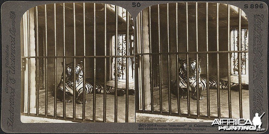 Man-eater Tiger Calcutta 1903