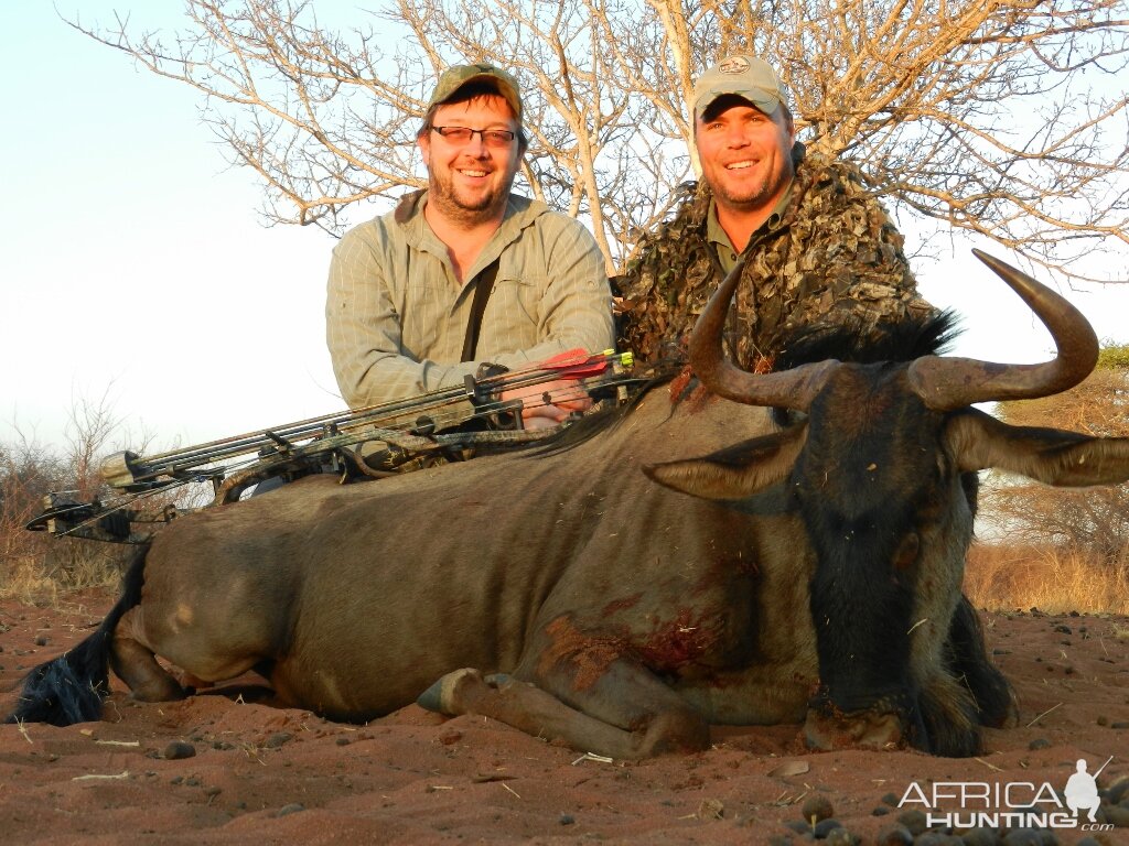 management blue wildebeest cow