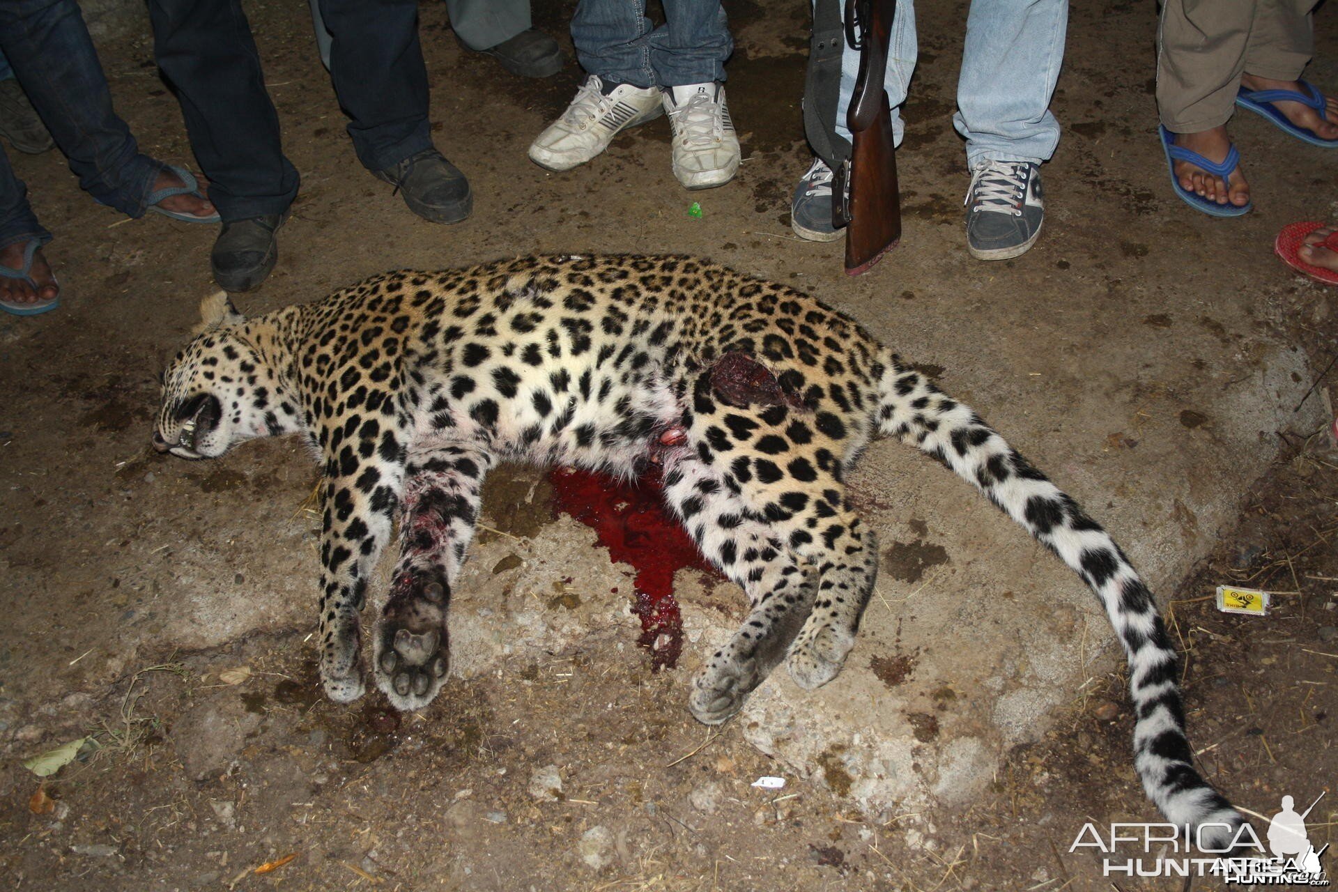 Maneating Leopard India