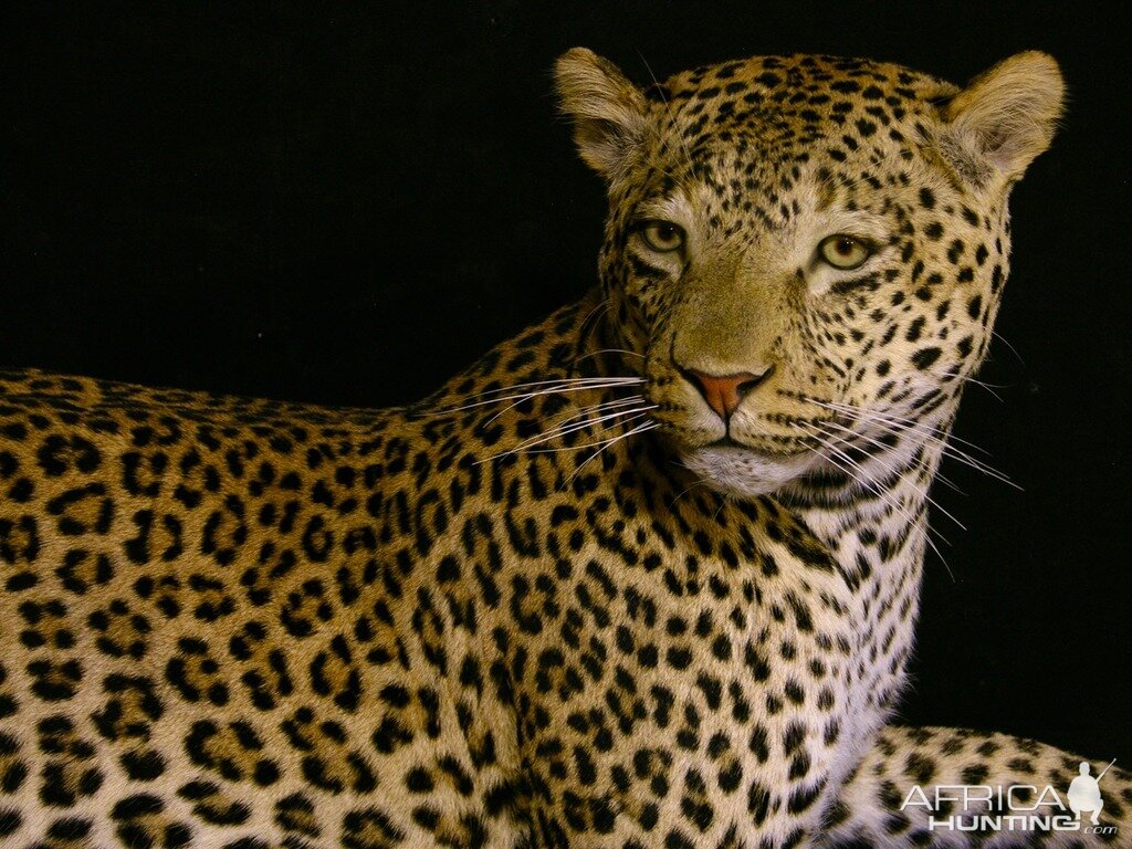 Mantle Mount Of Young Leopard Taxidermy