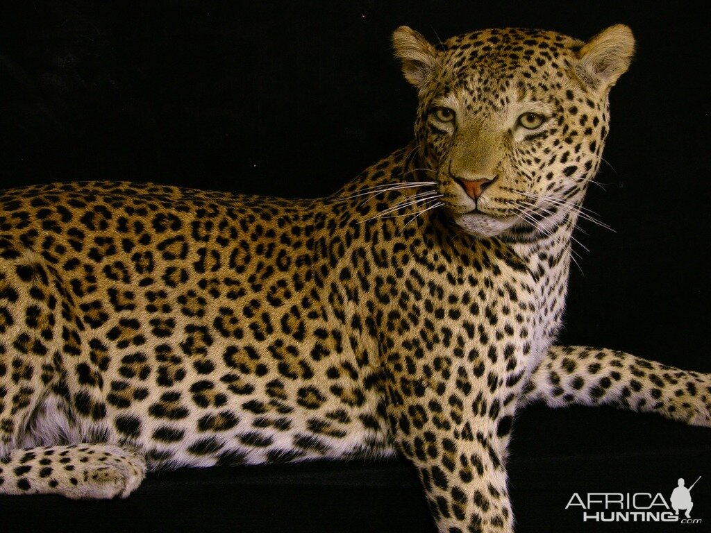 Mantle Mount Of Young Leopard Taxidermy