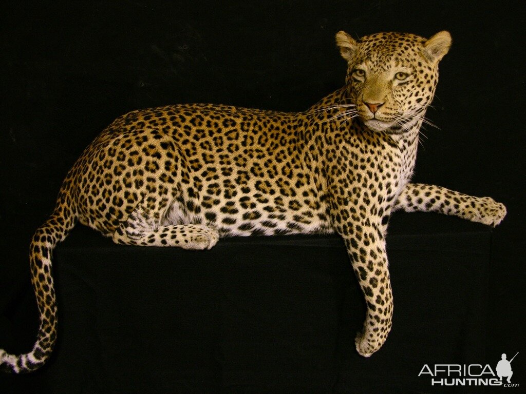 Mantle Mount Of Young Leopard Taxidermy