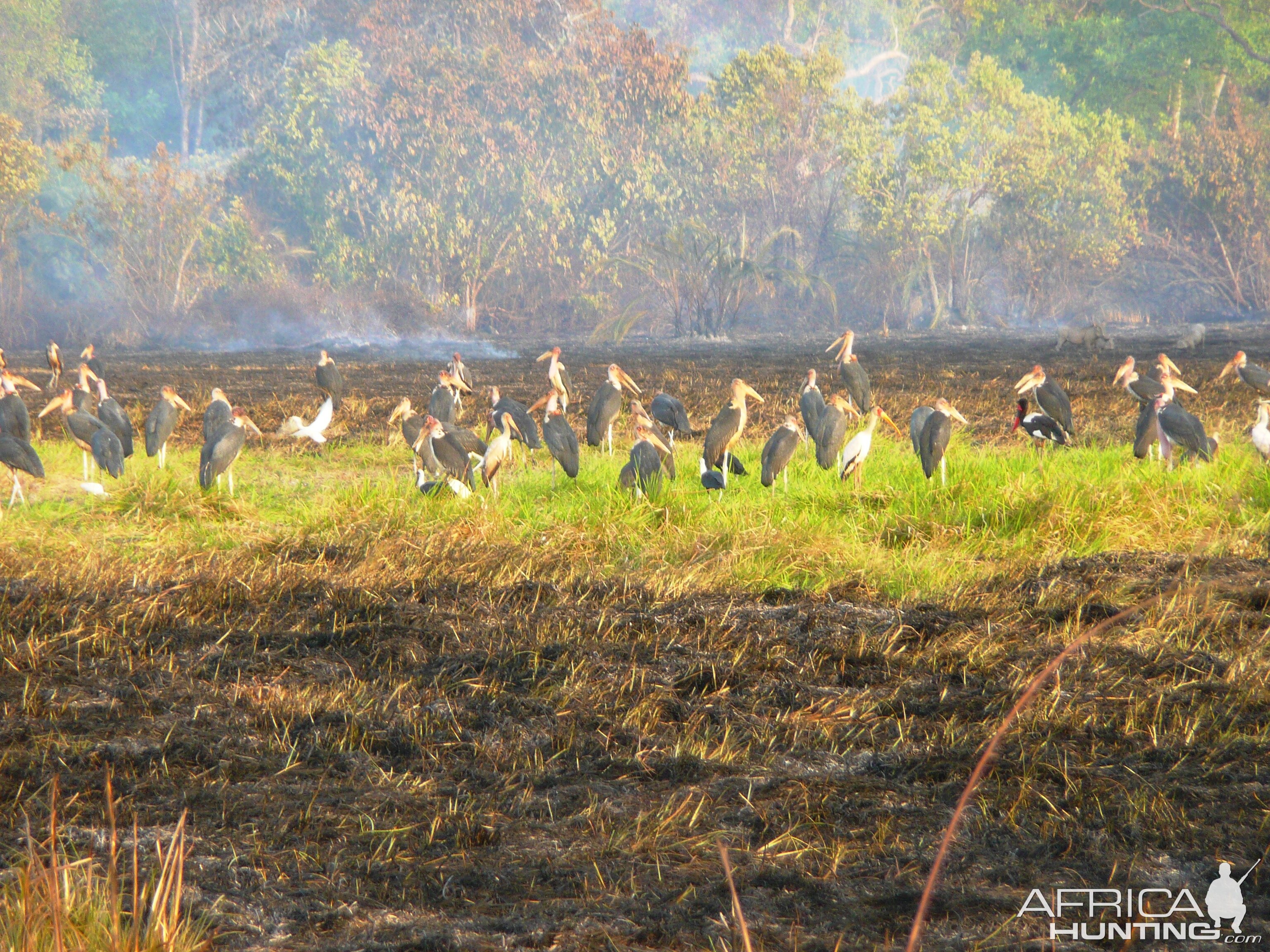 Marabou Stork in CAR