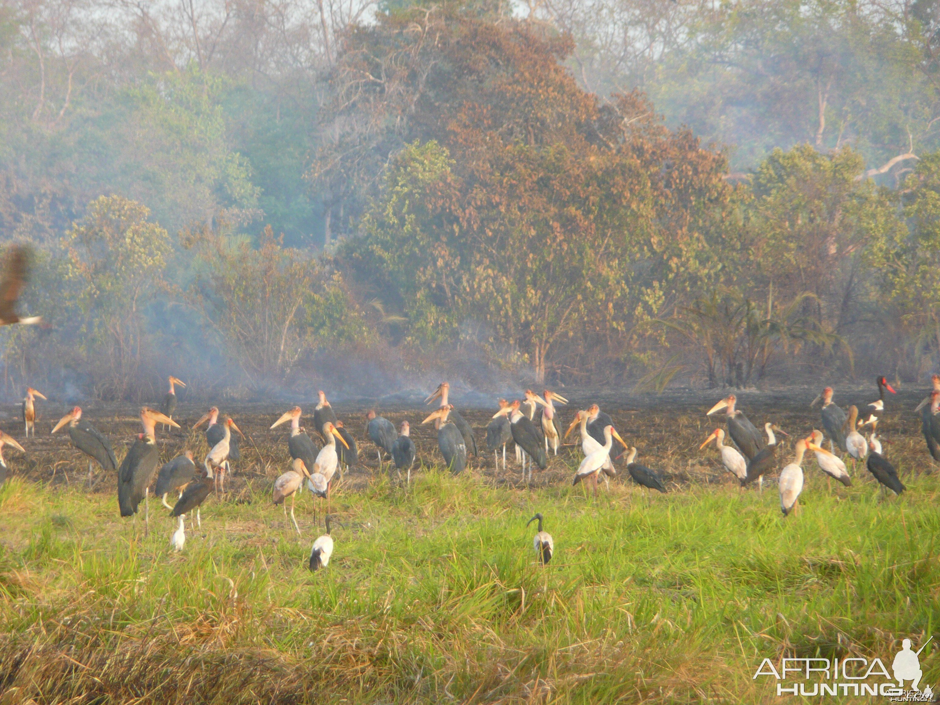 Marabou Stork in CAR