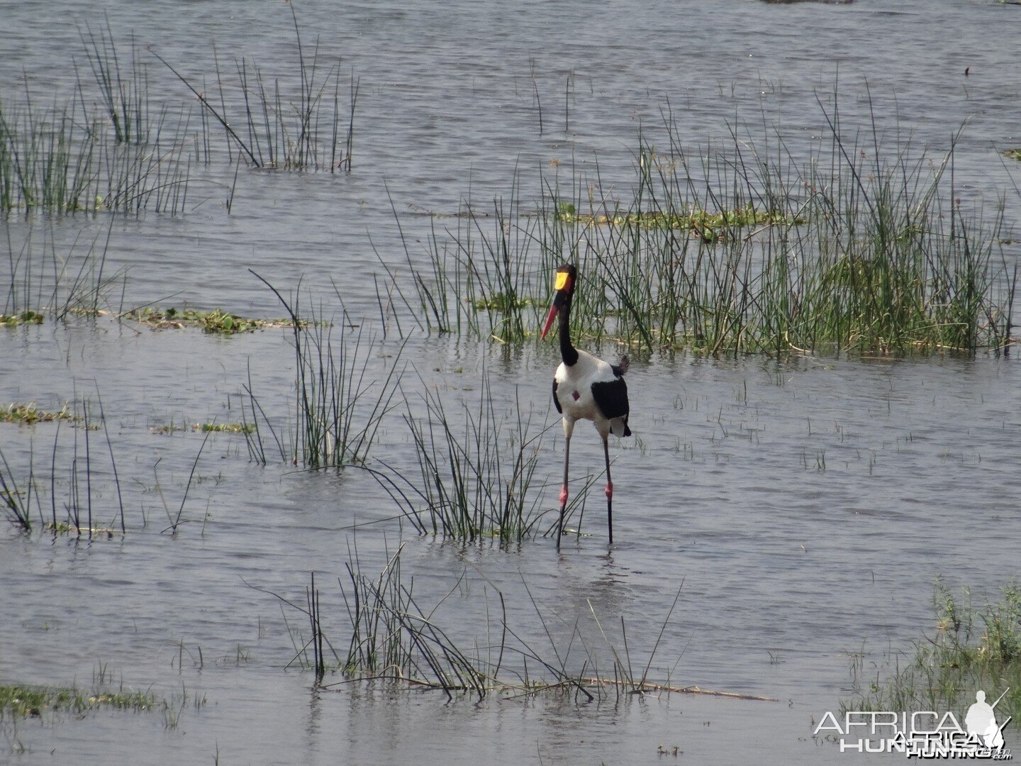 Marabou Stork