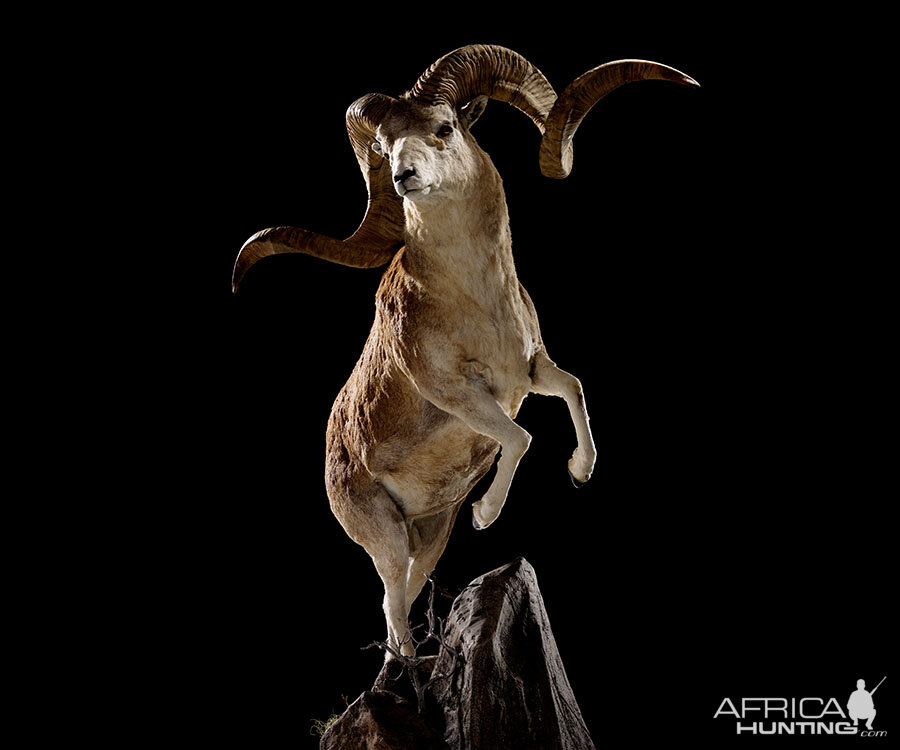 Marco Polo Full Mount Taxidermy