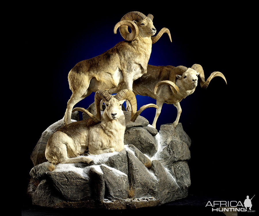 Marco Polo Full Mount Taxidermy