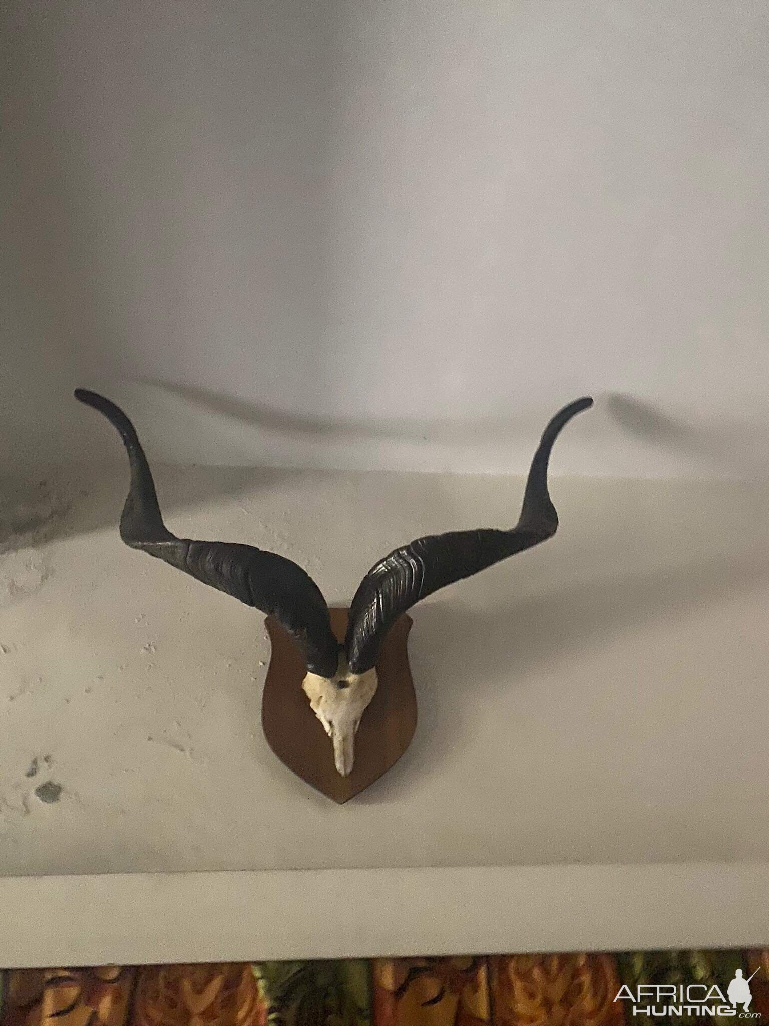 Markhor European Skull Mount