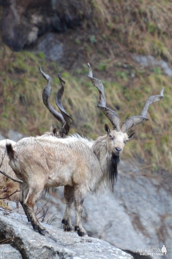 Markhor