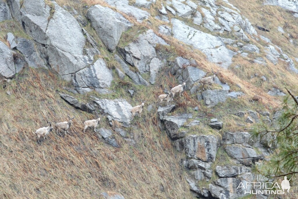 Markhor