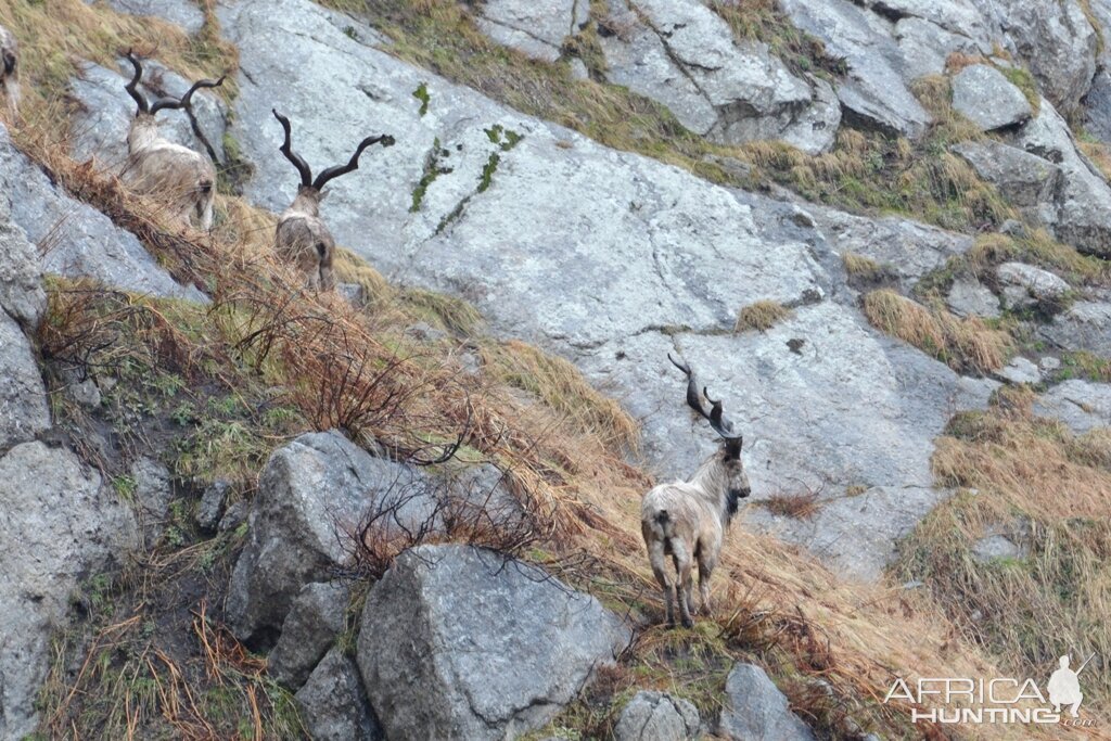 Markhor