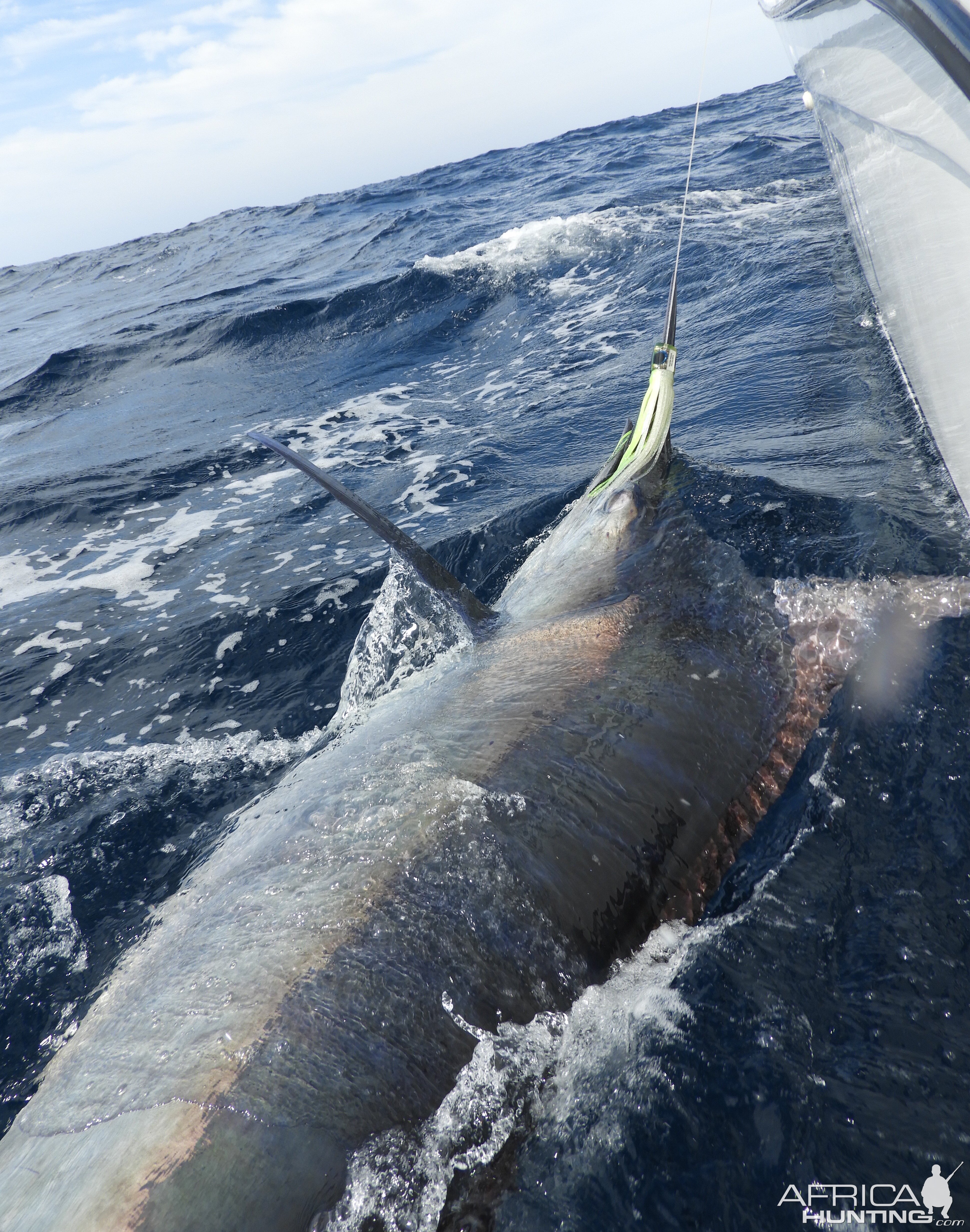 Marlin Fishing South Africa