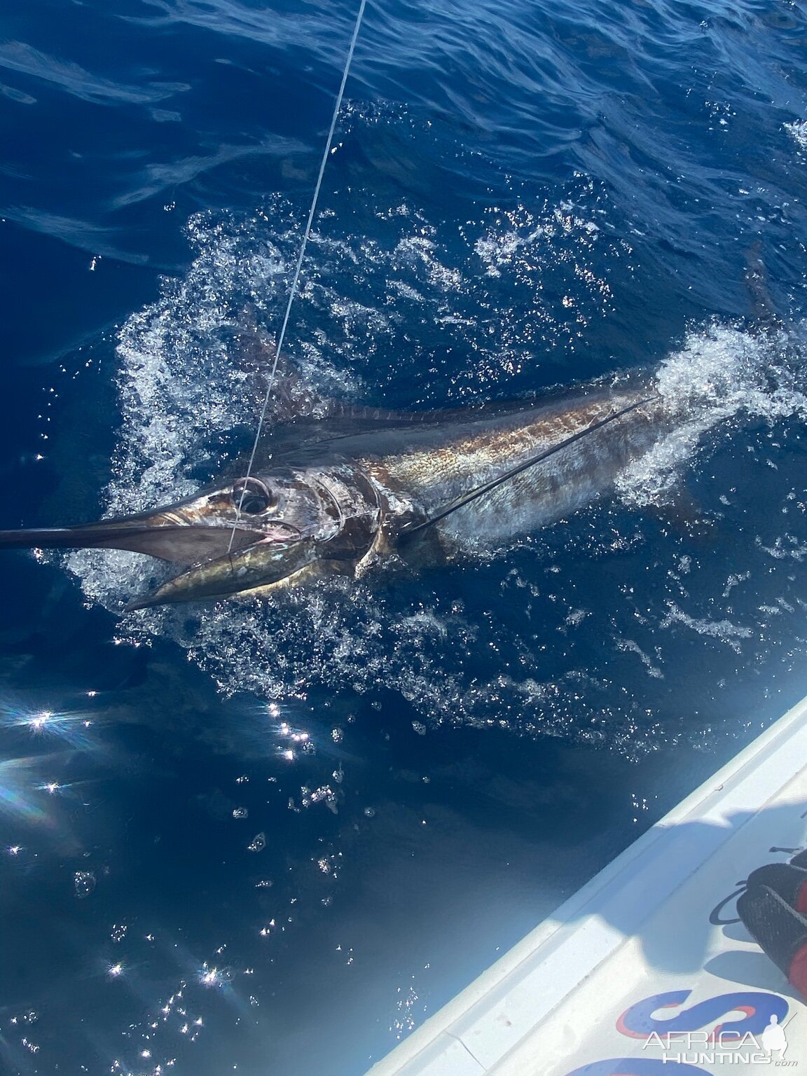 Marlin Fishing