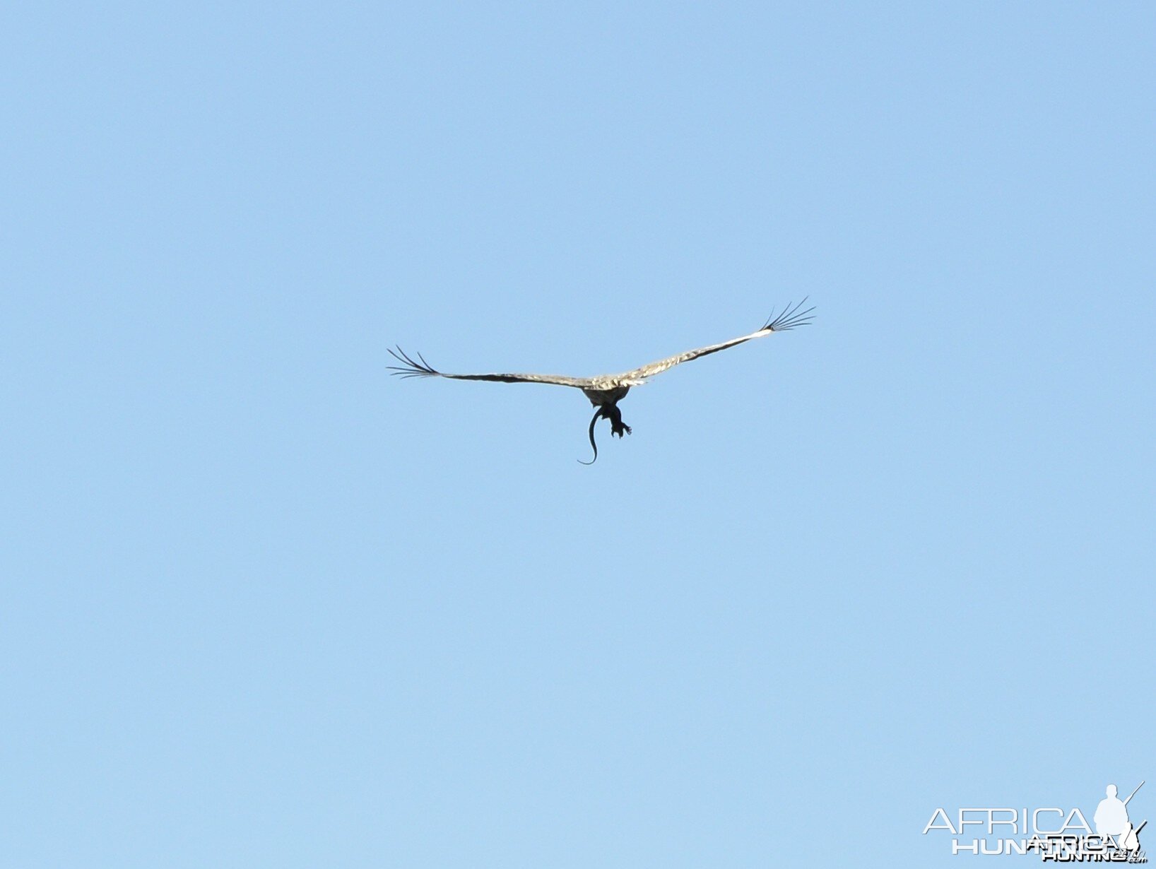 Martial Eagle with Water Monitor Lizard, Omay North