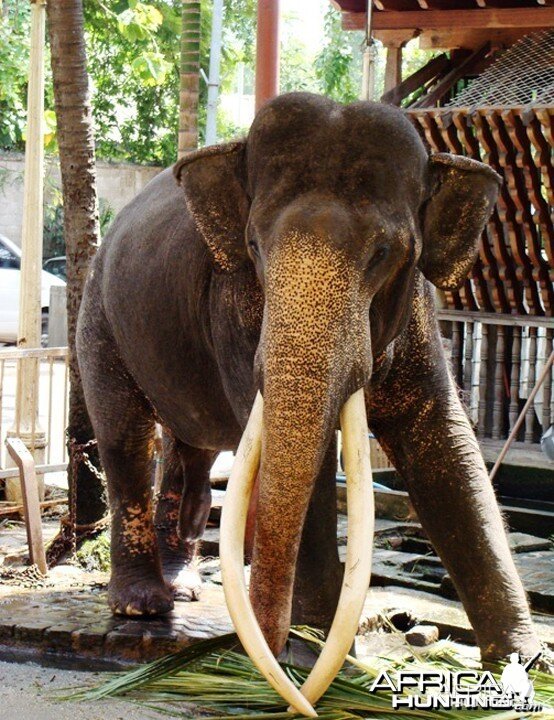 Massive Asiatic Temple Elephant Tusker