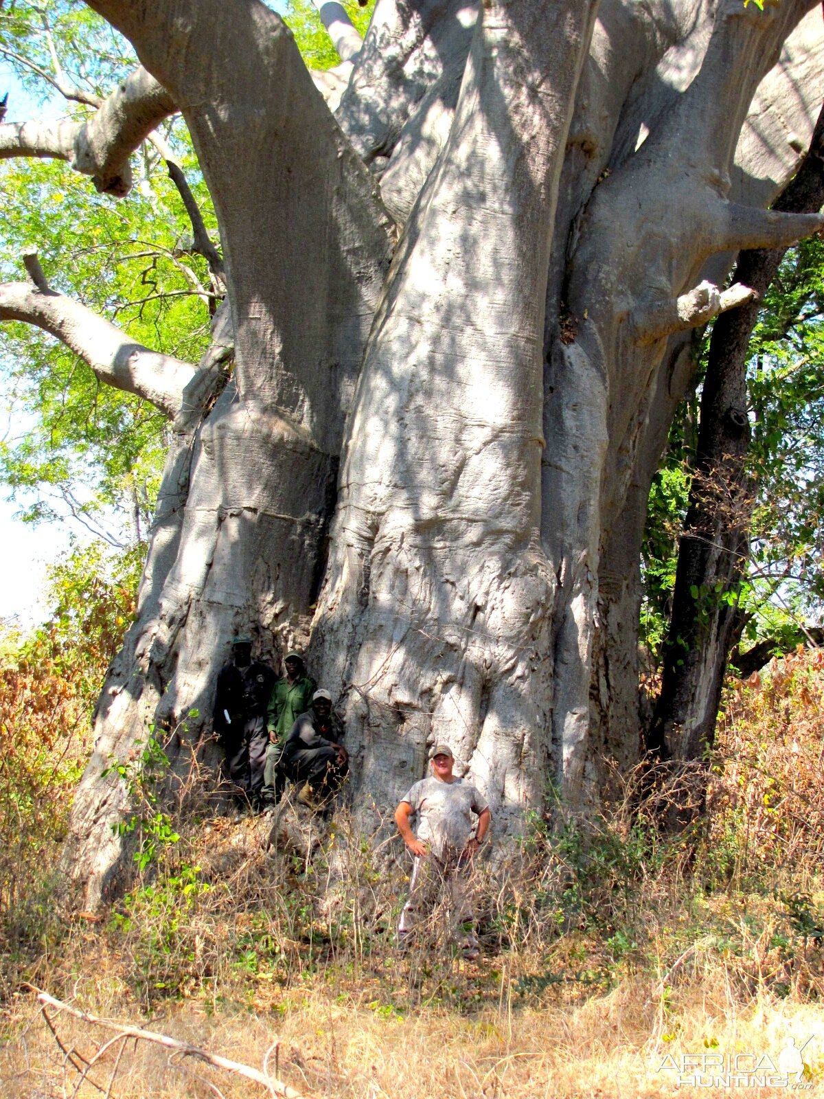 Massive baobab in Nyaminga Zambia