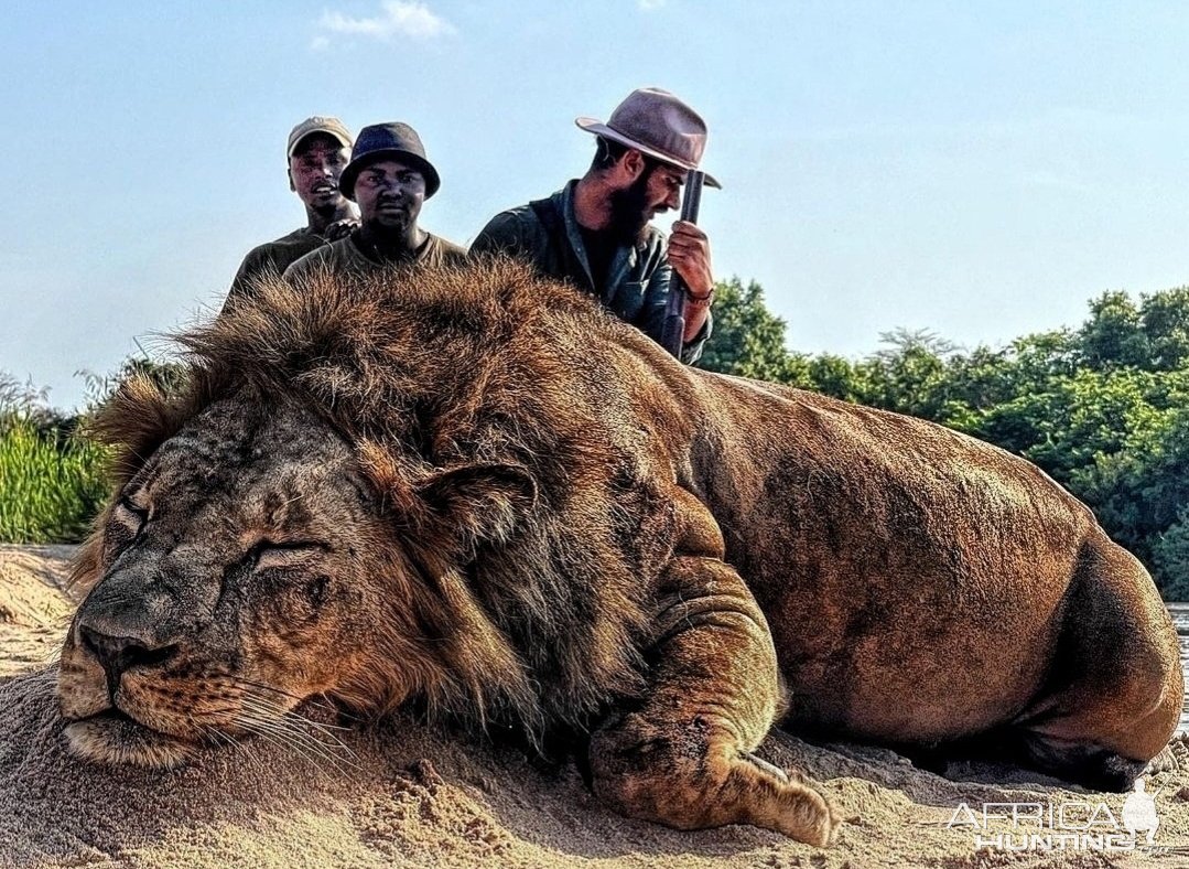 Massive Lion Hunt Kilombero Valley