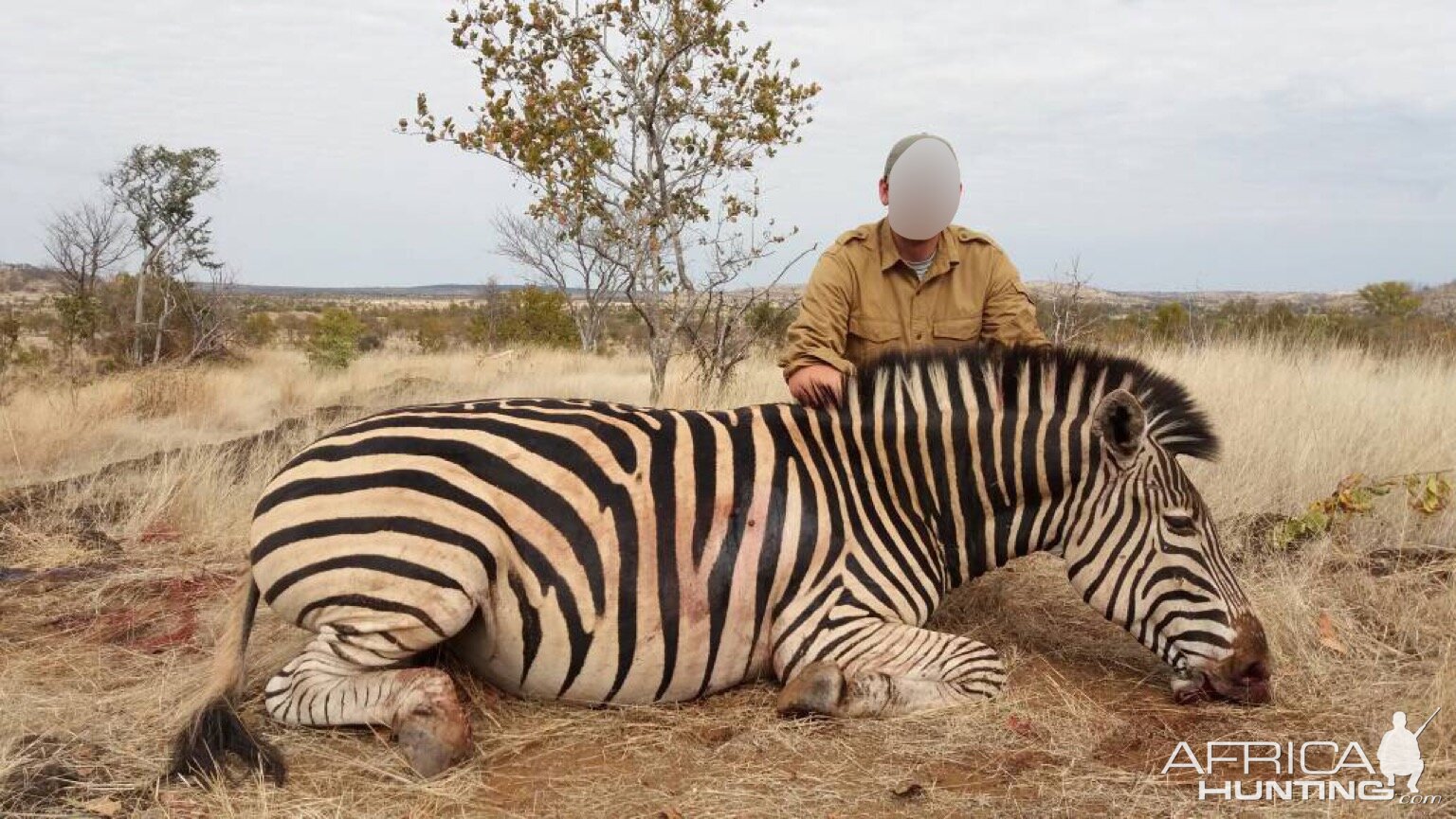 Matetsi Area Zimbabwe Burchell's Plain Zebra Hunting