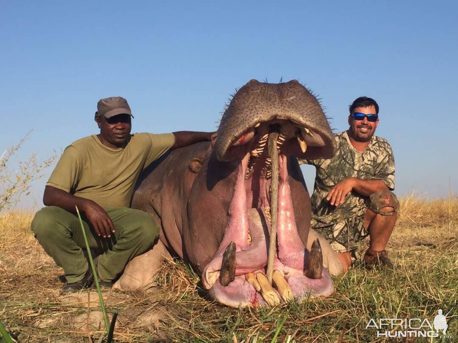 Matetsi Area Zimbabwe Hippo Hunt