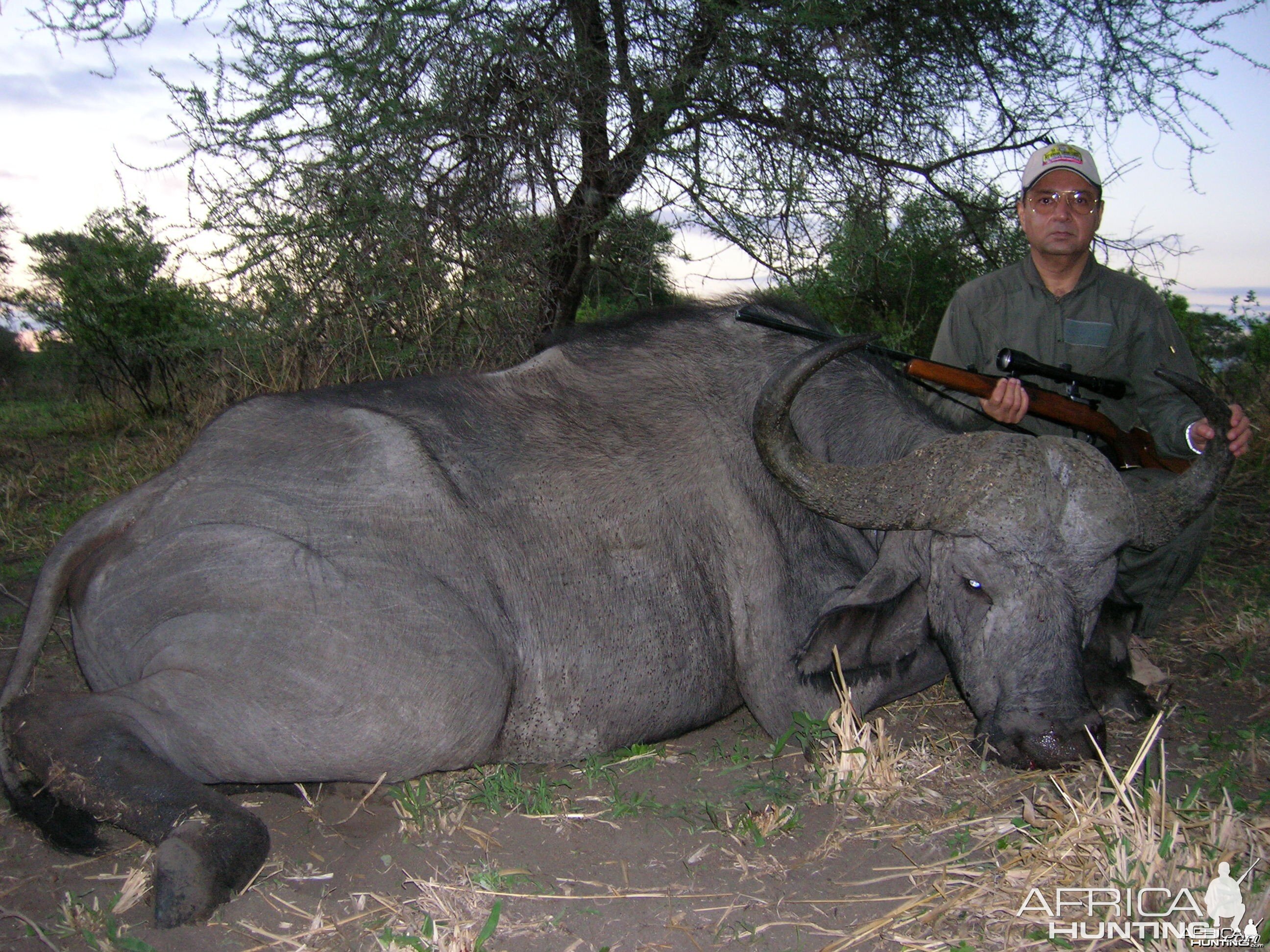 Mature Cape Buffalo