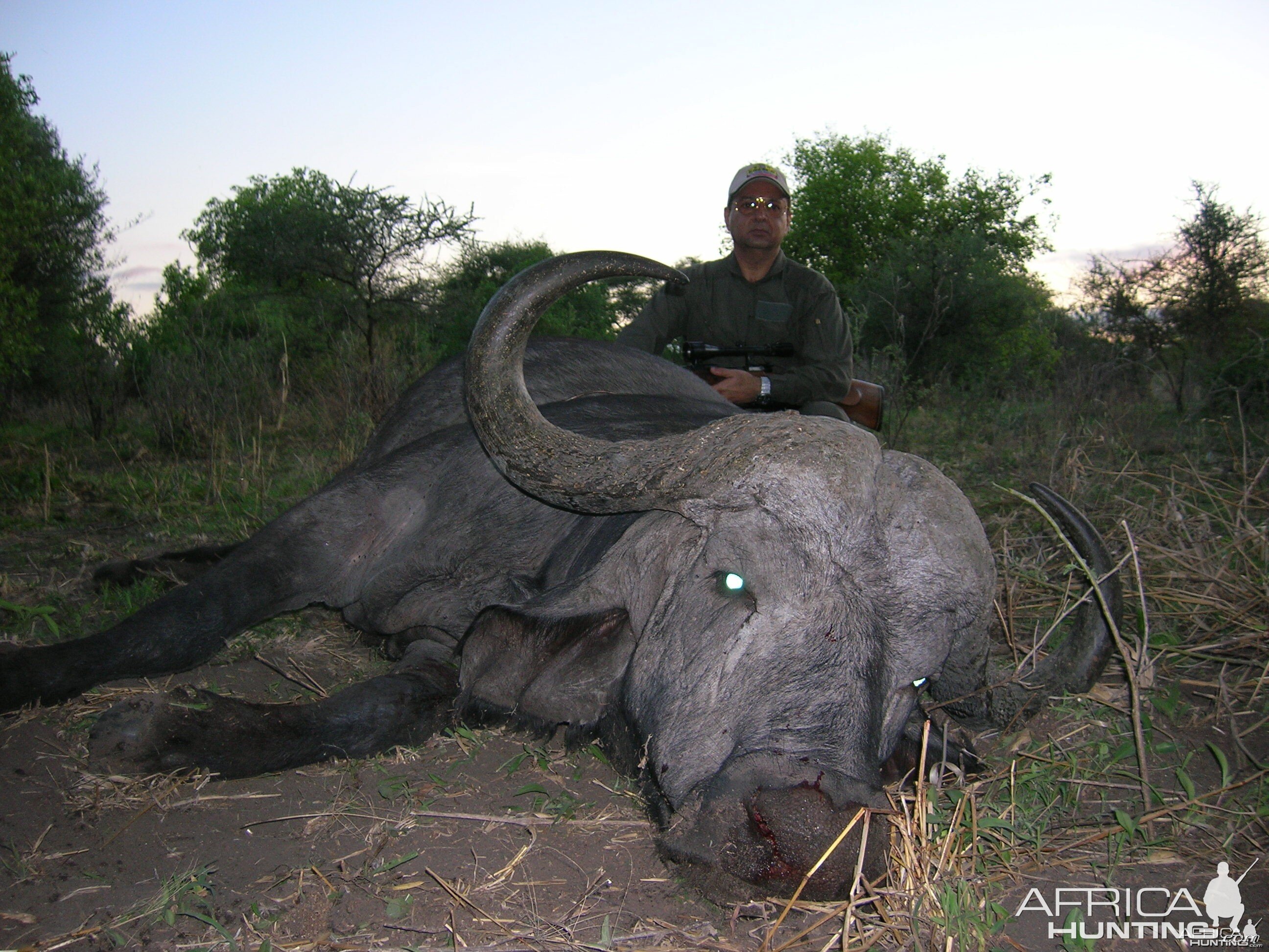 Mature cape buffalo