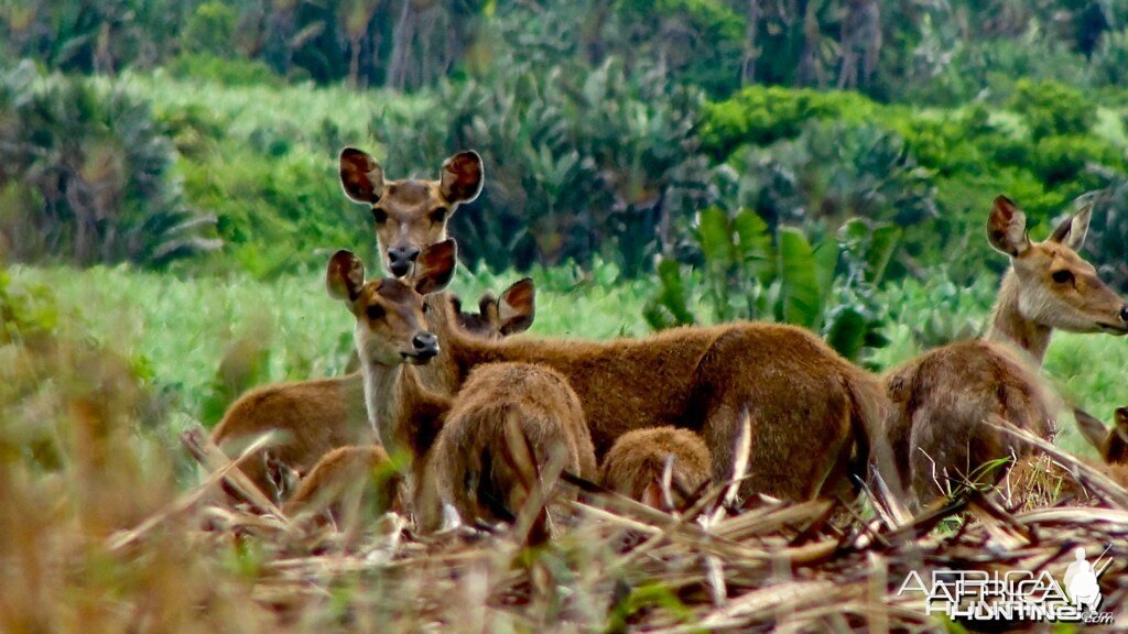 Mauritian deer, formely know as Rusa deers