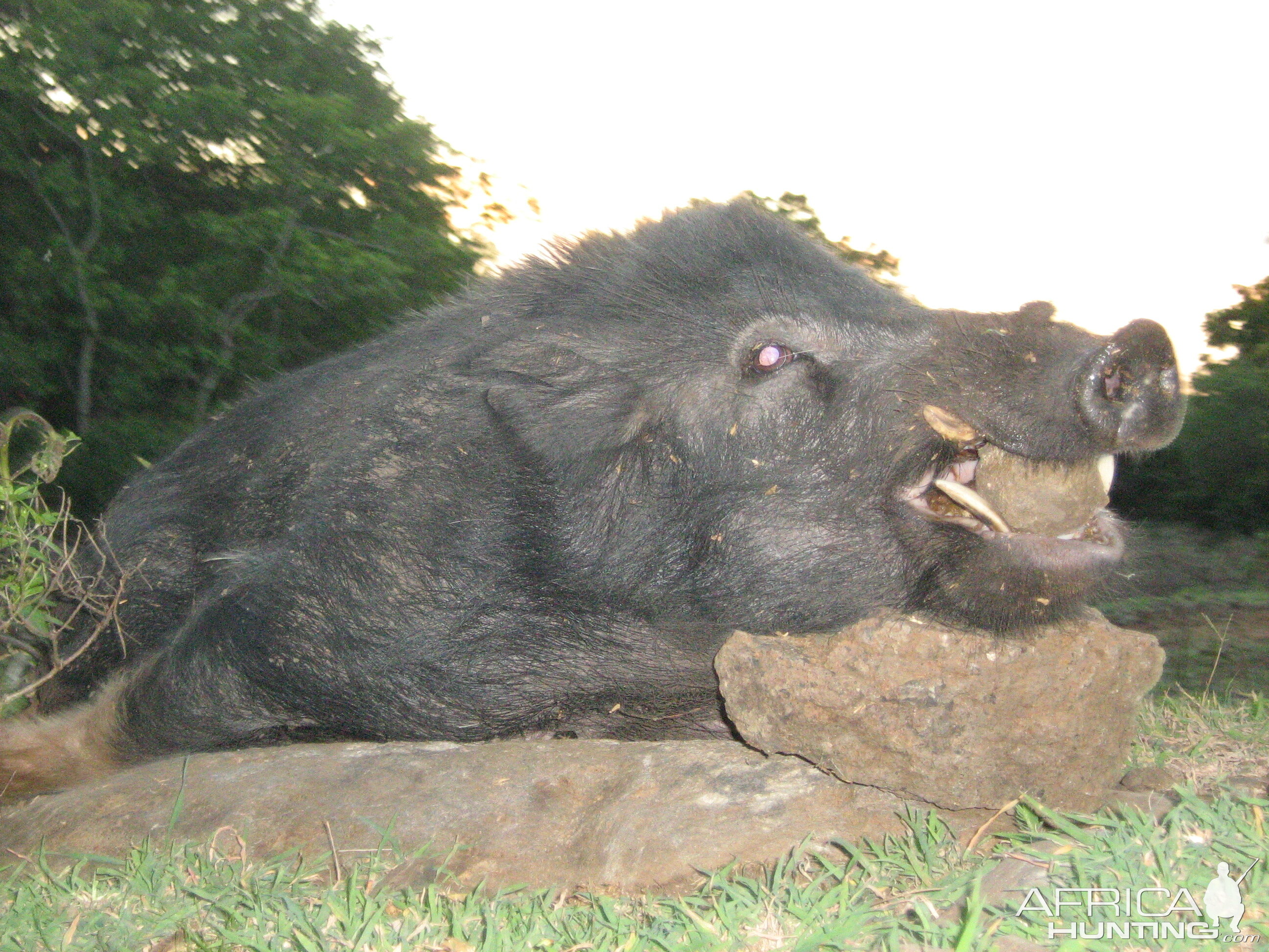 Mauritian wild boar