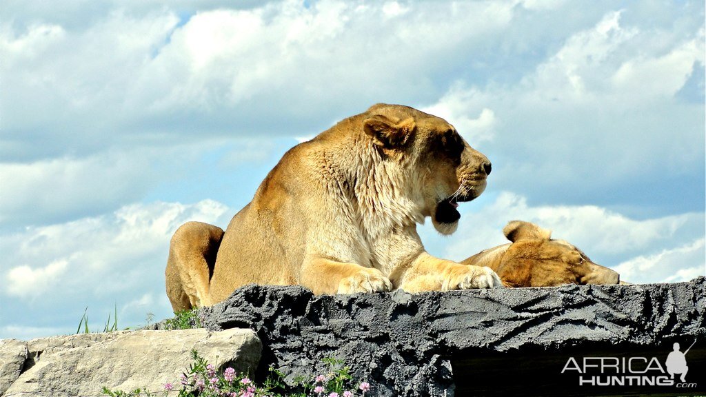 Mauritius - Lions standing very high on a rock!