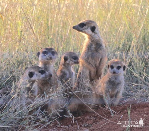 Meerkat clan South Africa