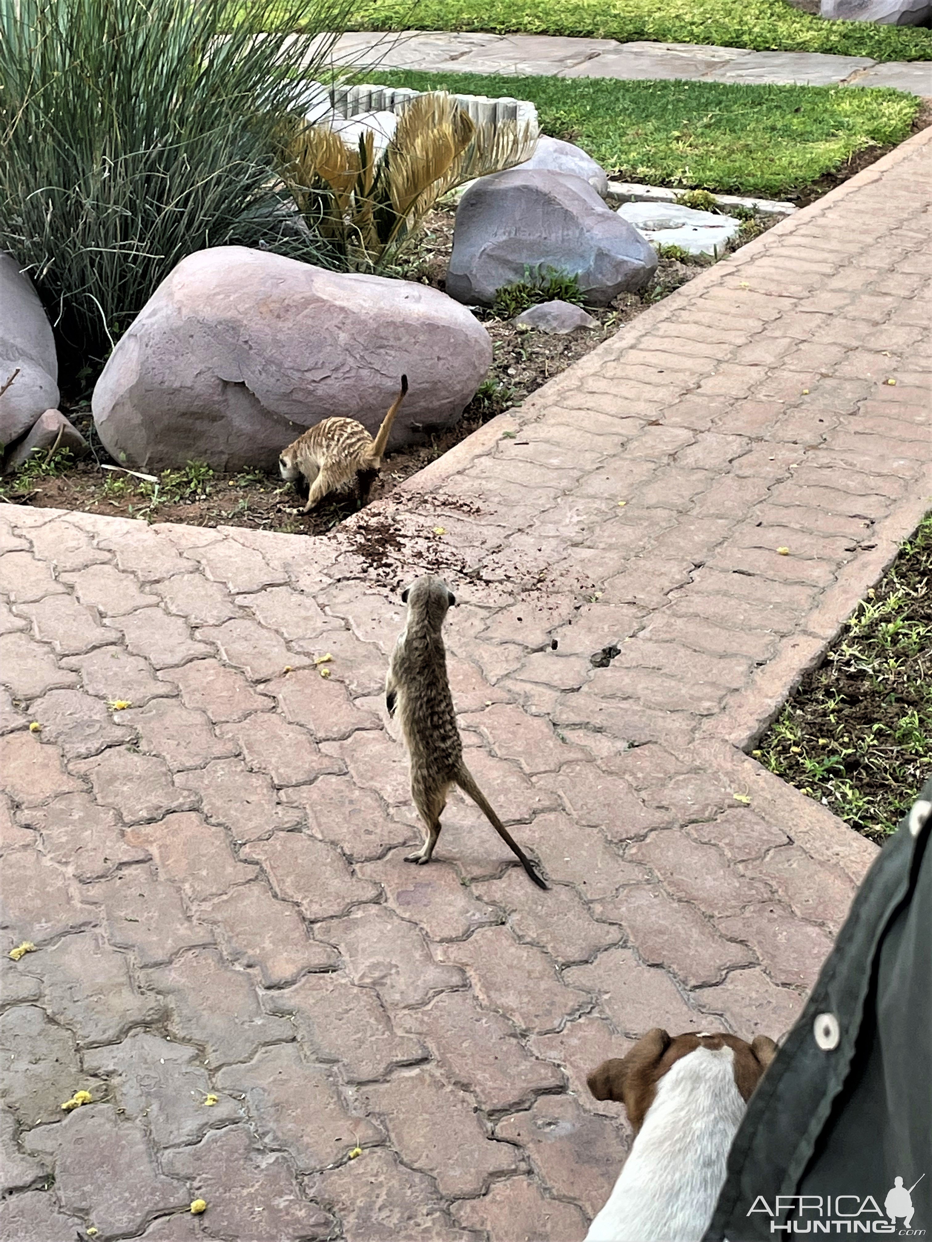 Meerkat Namibia