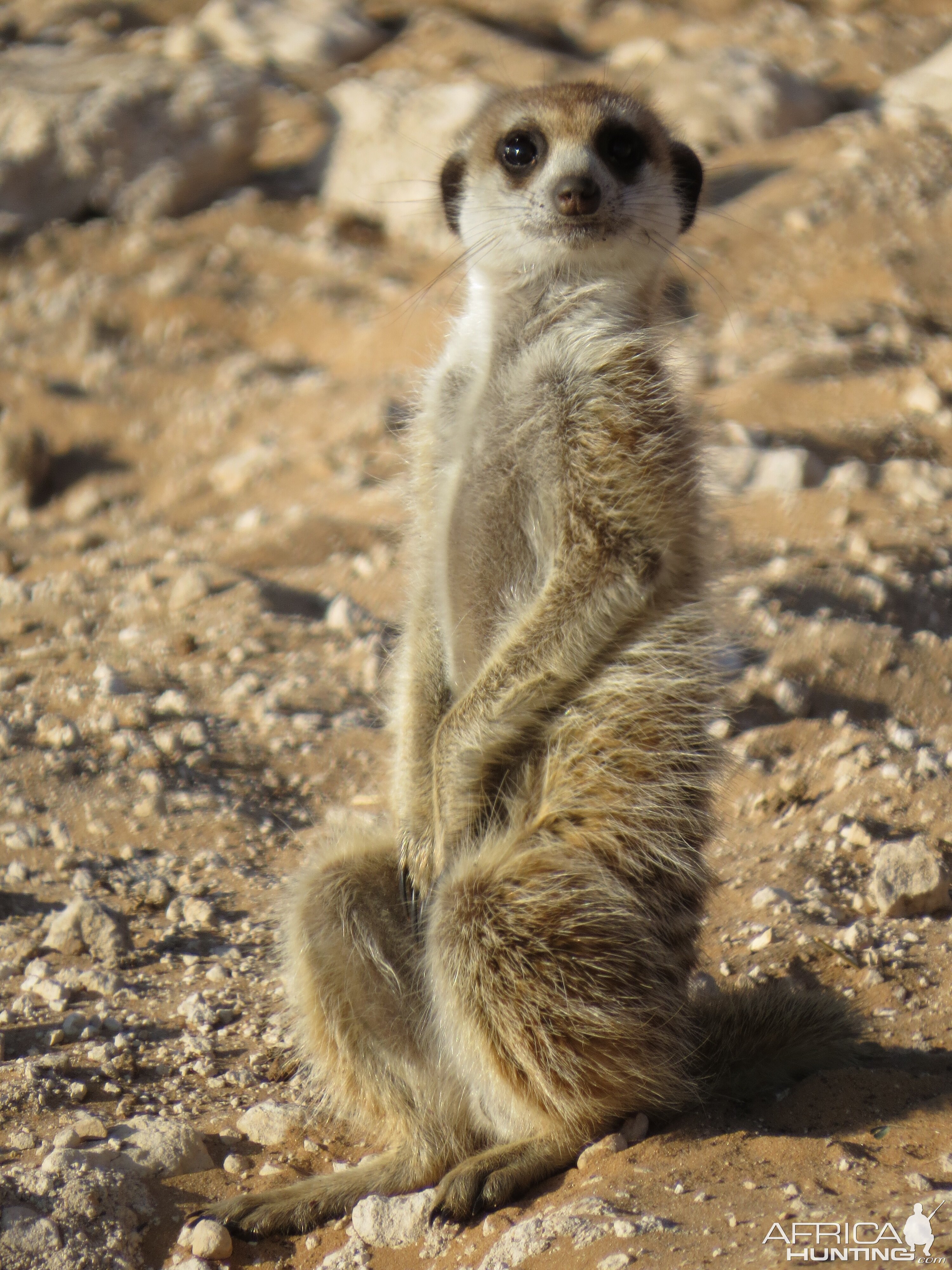 meerkat........