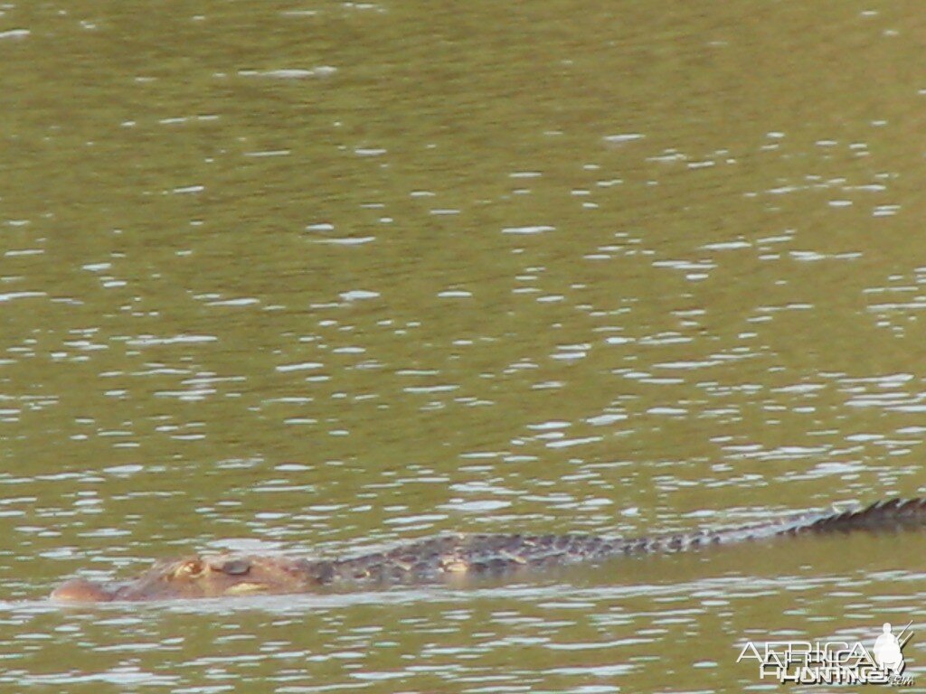 Melanosuchus niger The king of the Rivers in Brazil