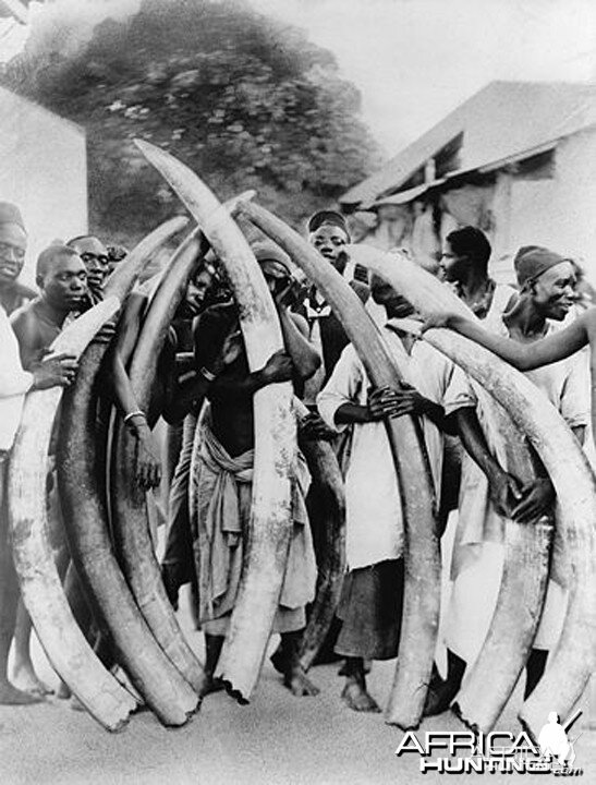 Men with ivory tusks, Dar es Salaam, Tanzania circa 1900