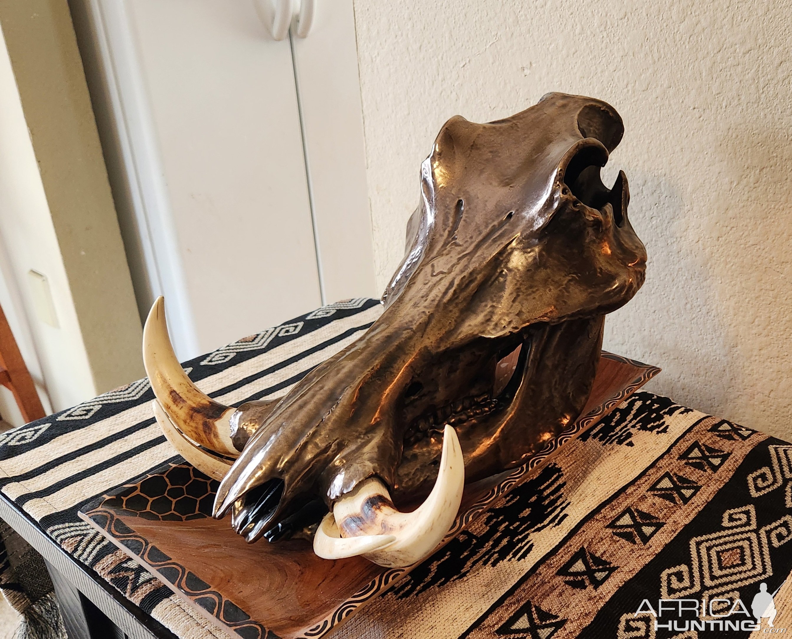 Metalized Warthog Skull Taxidermy