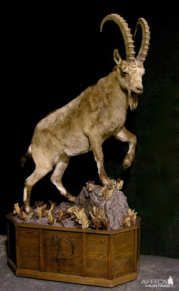 Mid Asian Ibex Full Mount Custom made Amish Base Taxidermy