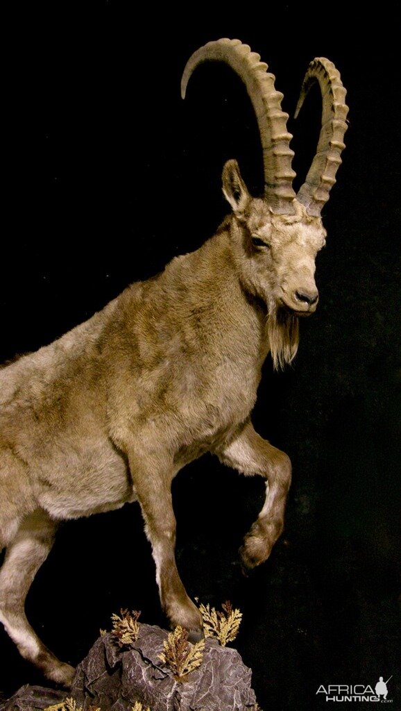 Mid Asian Ibex Full Mount Custom made Amish Base Taxidermy