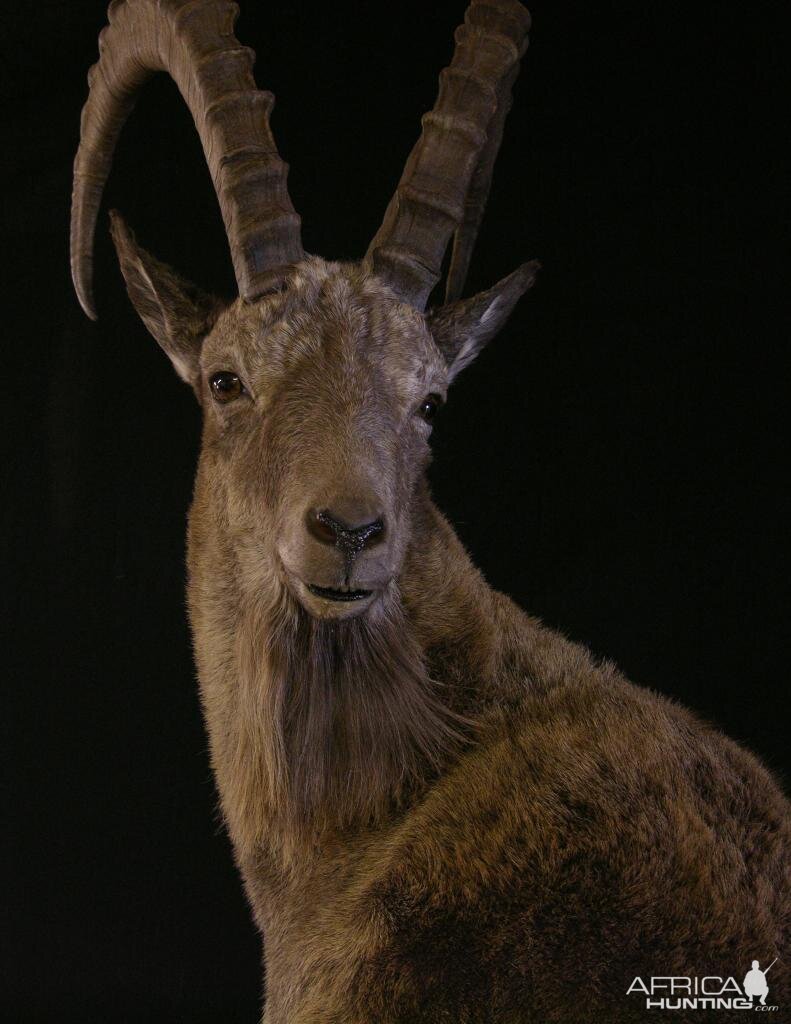 Mid Asian Ibex Kyrgyzstan Taxidermy Full Mount