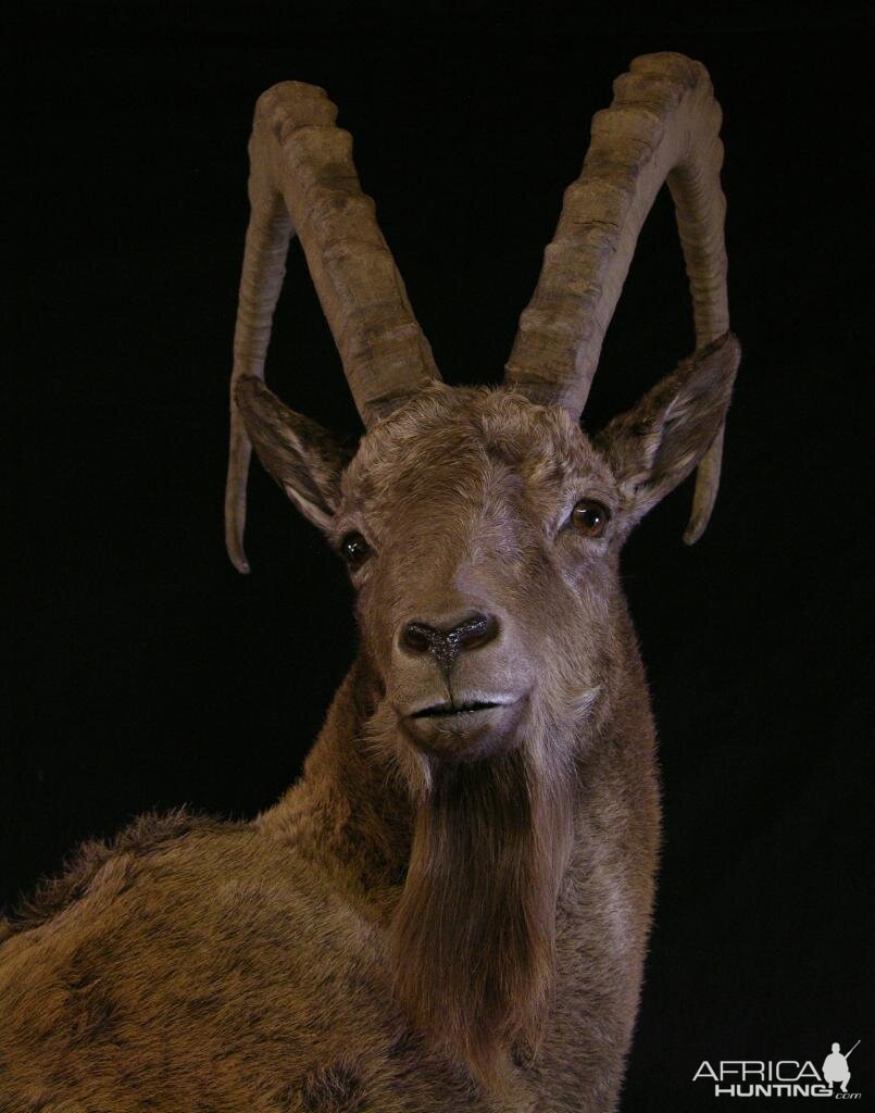 Mid Asian Ibex Kyrgyzstan Taxidermy Full Mount