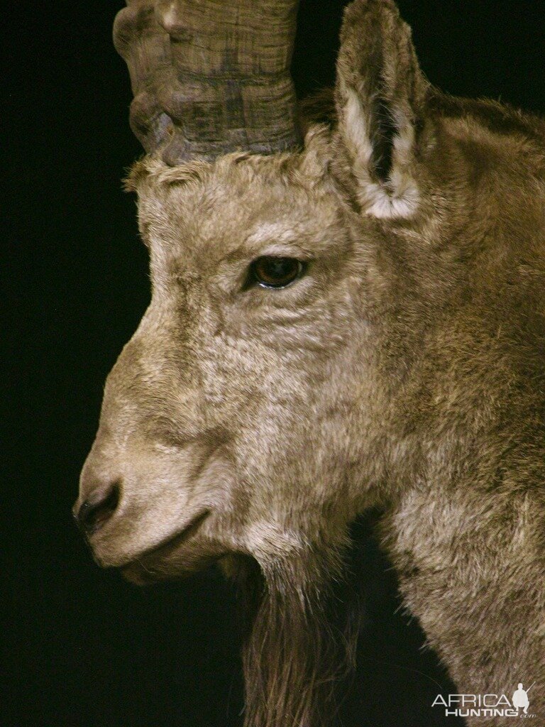 Mid Asian Ibex Taxidermy Mount