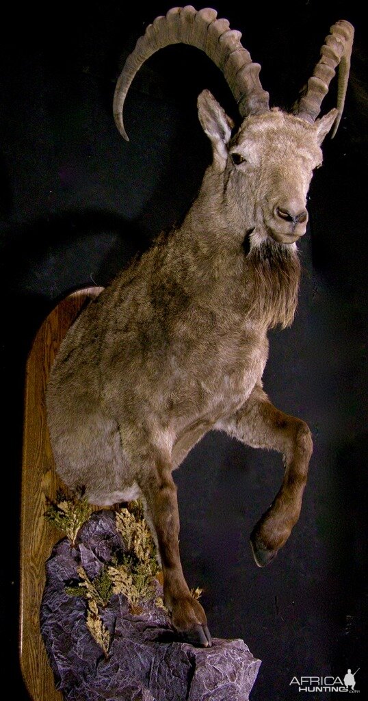 Mid Asian Ibex Taxidermy Mount