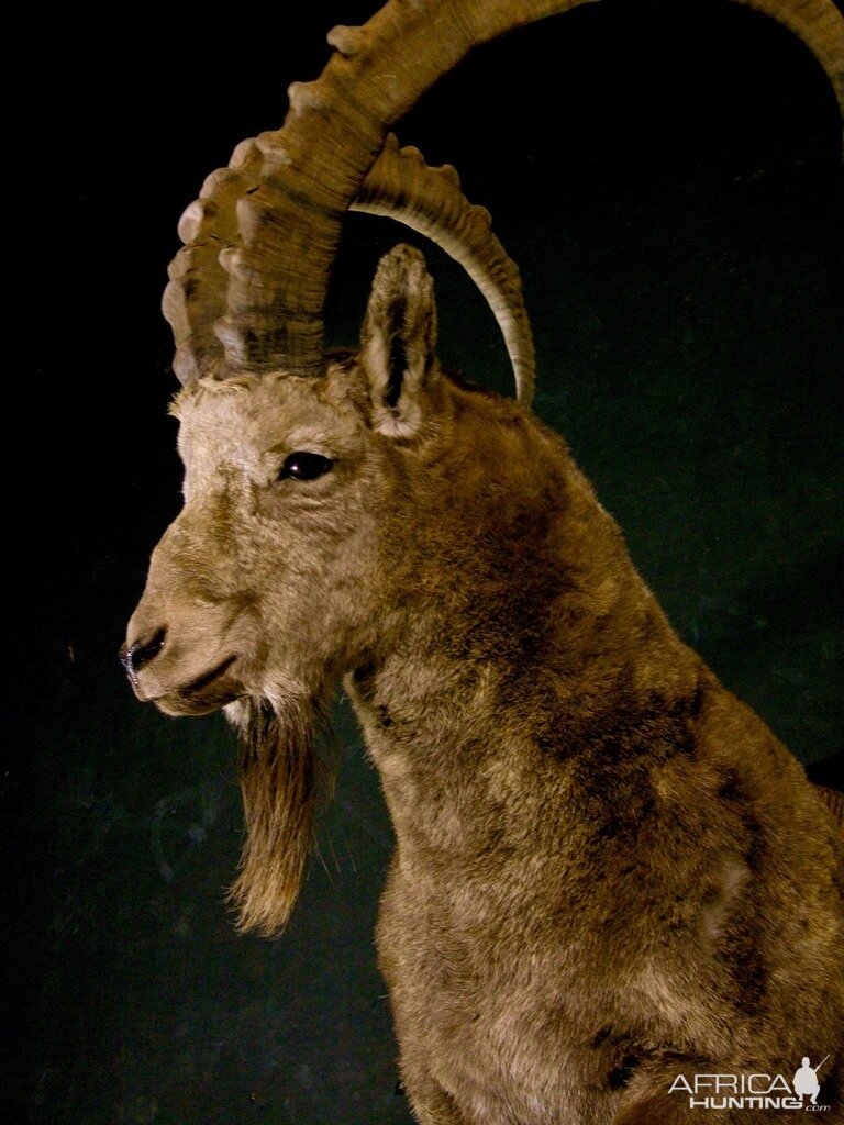 Mid Asian Ibex Taxidermy Mount